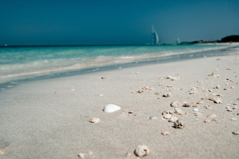 View on Seashells on Beach Near Sea Stock Image Image of beach, coast