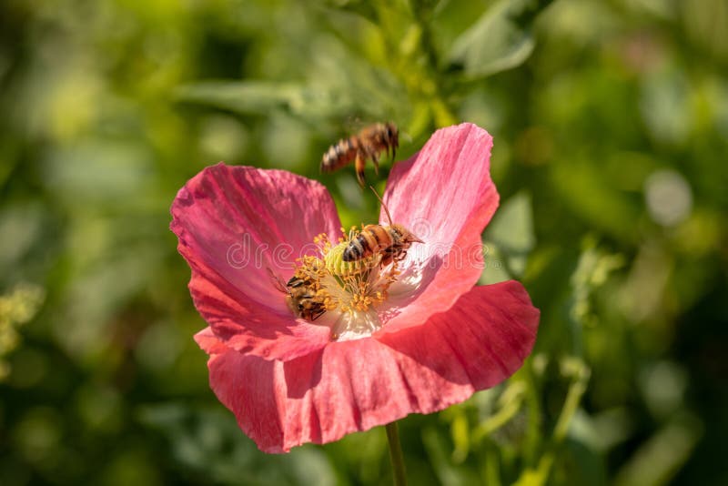 View of Several Honey Bees in Nectar Picking on a Pink Flower Stock