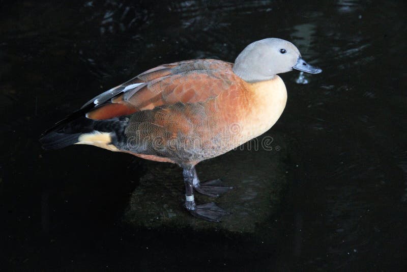 A view of a South African Shelduck