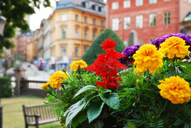 View of Stockholm with Flowers in the Foreground Stock Photo Image of