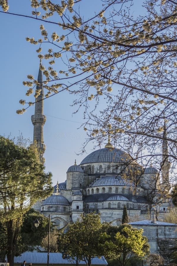 View of the Sultanahmet Mosque and flowering trees stock photo