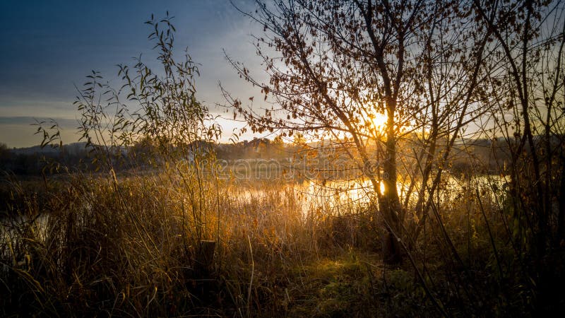 View of sun shining through tree growing at lake stock images
