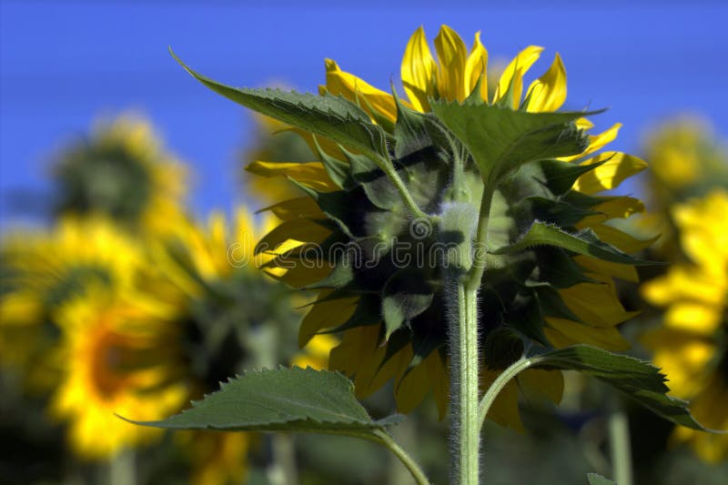 A Sunflower Faces The Rising Sun In A Field In Summer Under A Blue Sky Stock Photo Image of