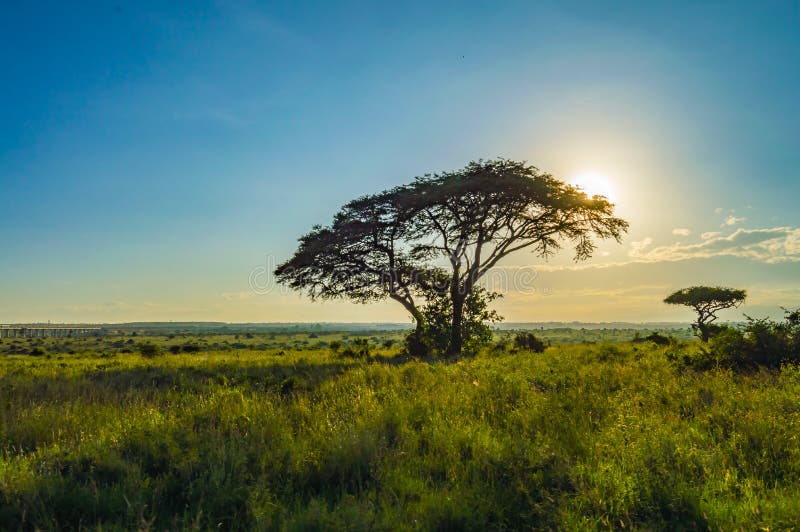 View of the Sunset on the Savannah of Nairobi Stock Photo - Image of ...