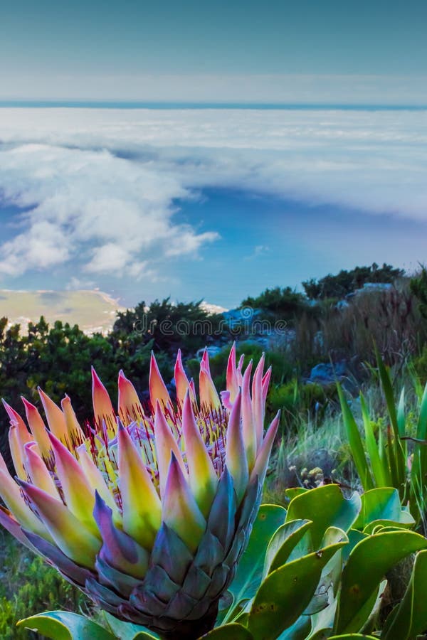 View of Table Mountain and Cape Town city at sunrise, With a king protea in foreground