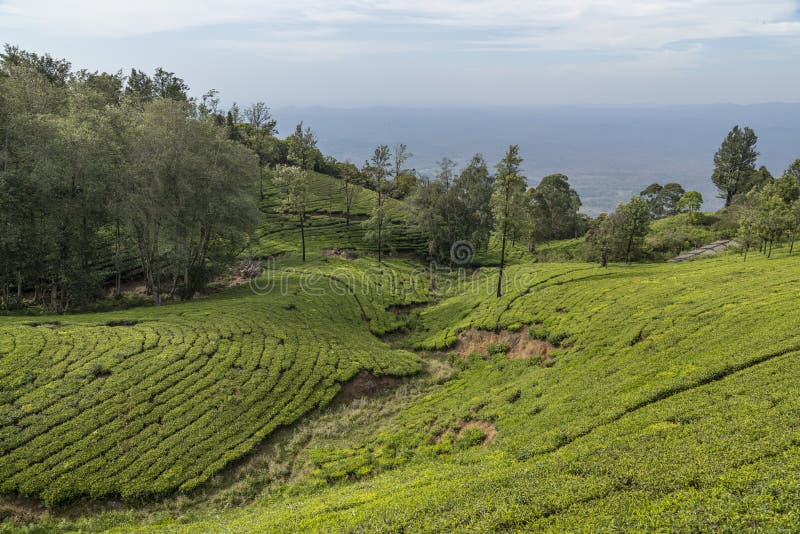 A View Of Tea Gardens Located At Ooty Tamil Nadu Indialush Greenery