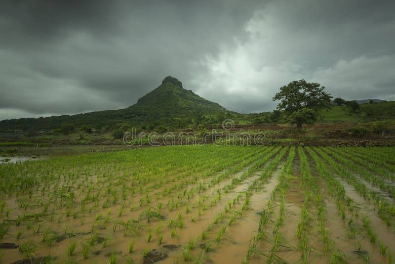 View of tikona fort from Pawna Dam near Lonavala,Maharashtra,India