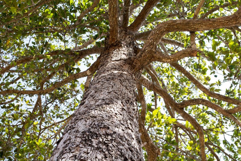 View to the crown of oak tree stock images View to the crown of oak tree stock images
