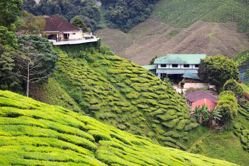 View To Tea Plantation With Few Houses Among Hills Stock Photo - Image of scenic, plantation ...