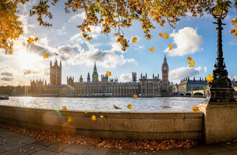 Panoramic view to Westminster Palace and Big Ben tower in London, UK, during golden autumn time with sunshine and colorful leafs falling from the trees