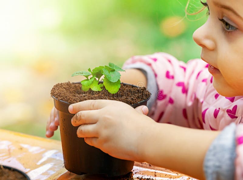 View of toddler child planting young beet seedling in to a fertile soil royalty free stock photography