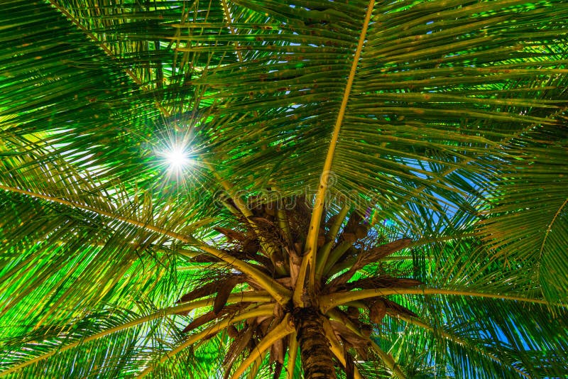 Palm Sun Top Sun Background Stock Image - Image of palm, silhouette ...