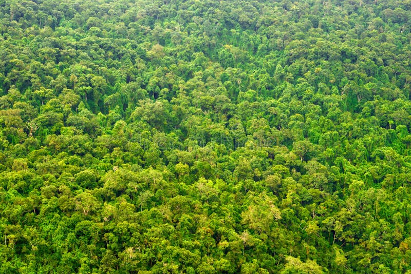 View from the top on the rain forest