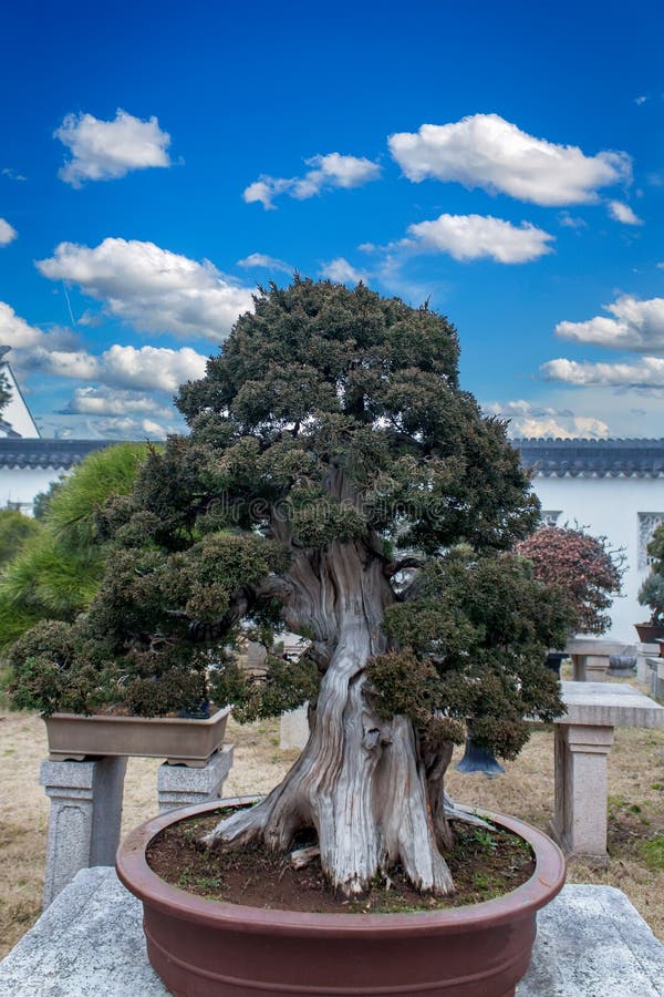 Tree penjing in Humble Administrator`s Garden in Suzhou