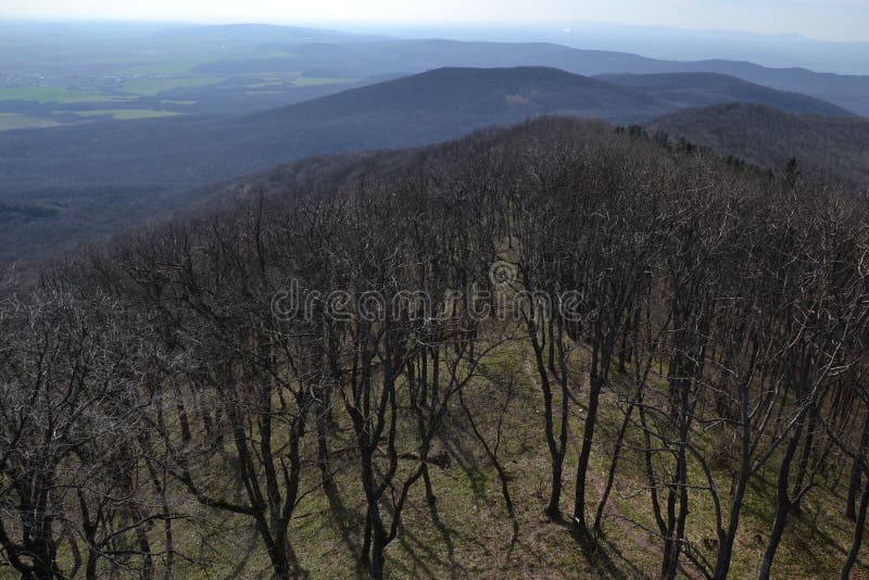 View of trees, mountains and hills