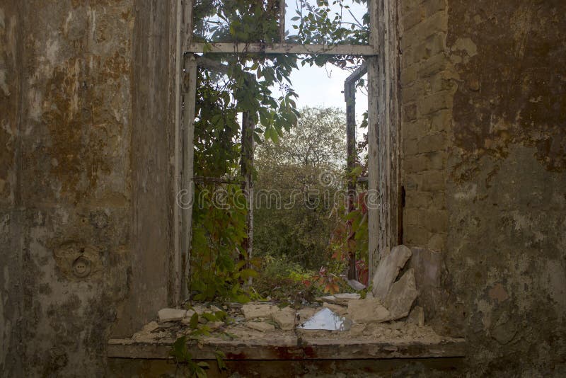 A view of the trees through the open old window overgrown maiden grapes royalty free stock images