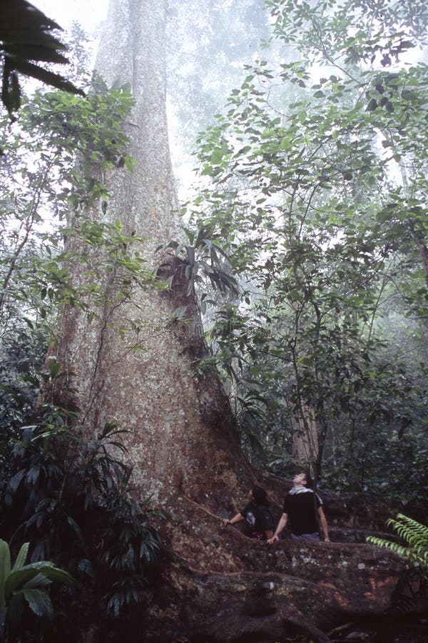 View of tropical jungle with tallest tree and buttressed roots in the Henri Pittier National Park Venezuela Gyranthera caribensis