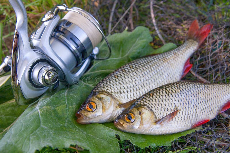 View of Two Freshwater Common Rudd Fish on Black Fishing Net and Stock  Image - Image of water, roach: 109987613