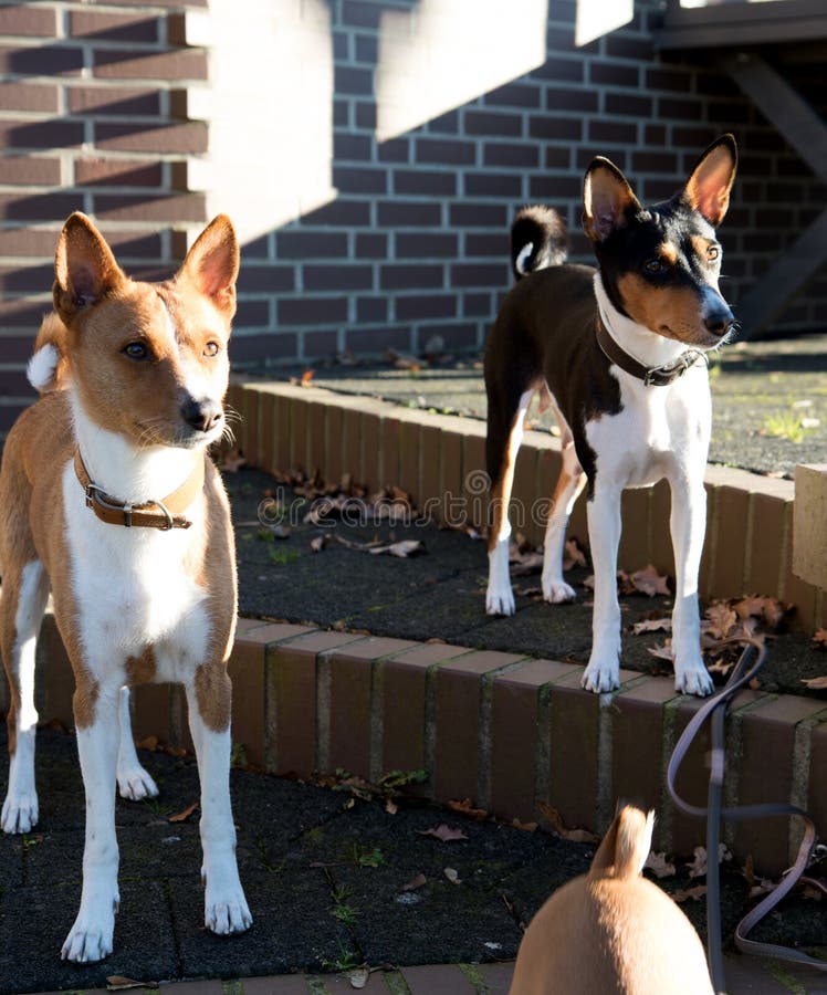 A Two Tone And A Tri Color Basenji On A Grass Area In
