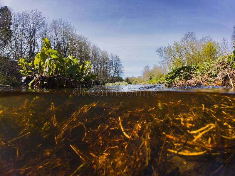View from under the water on the Pirita river, Estonian nature royalty free stock image