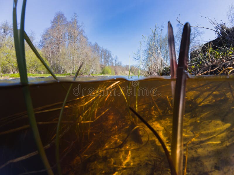 View from under water on the Pirita river, Estonian nature in summer stock images