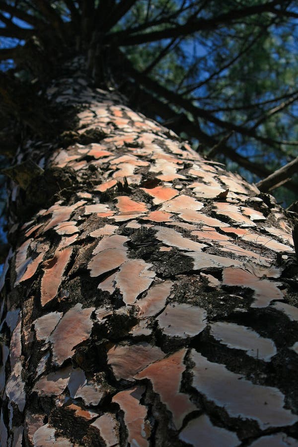 VIEW UP A PINE TREE TRUNK stock photo VIEW UP A PINE TREE TRUNK stock photo
