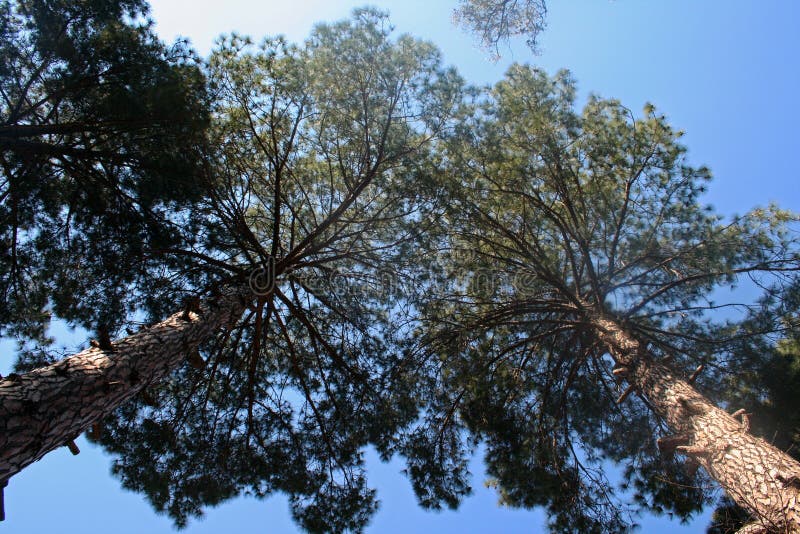 VIEW UP INTO PINE TREES royalty free stock images VIEW UP INTO PINE TREES royalty free stock images
