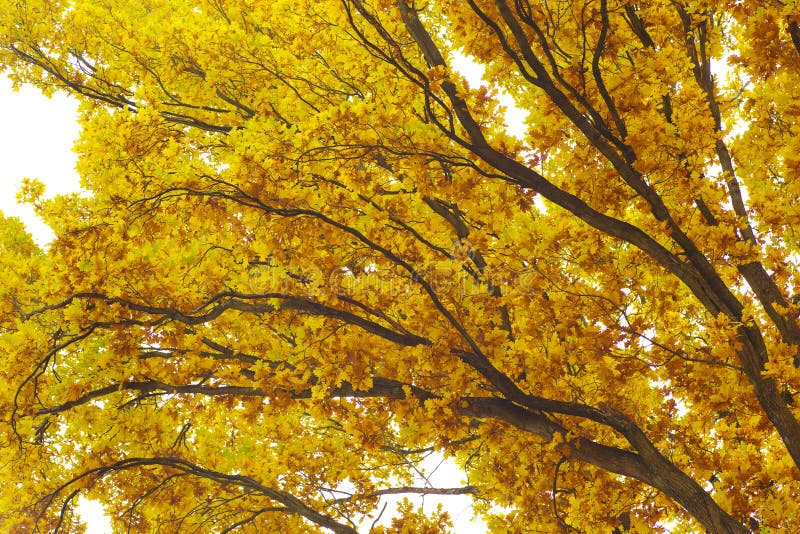 View up to the oak branches at autumnal time