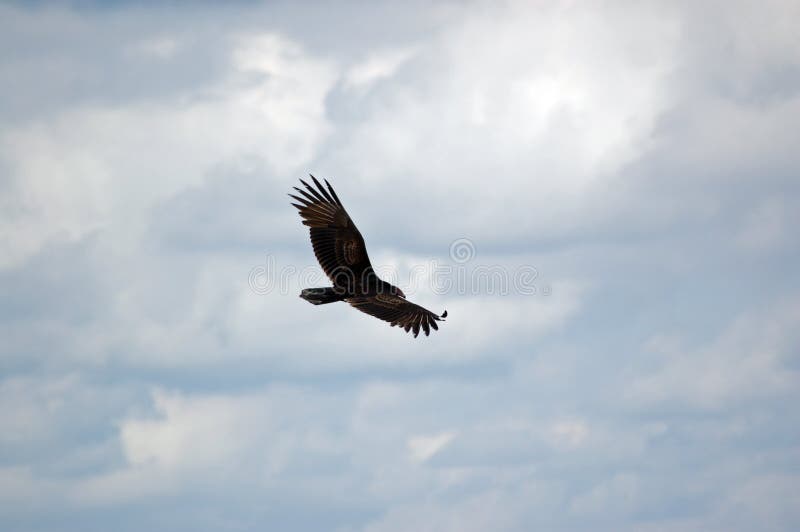 View of Vulture in flight stock photo. Image of feathers 180792876