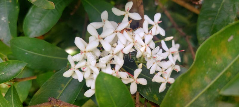 View of white ashoka flowers in bloom royalty free stock photos