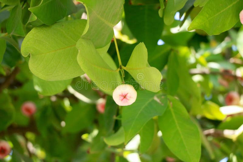 White Rose apple on tree stock image. Image of petal 228509961