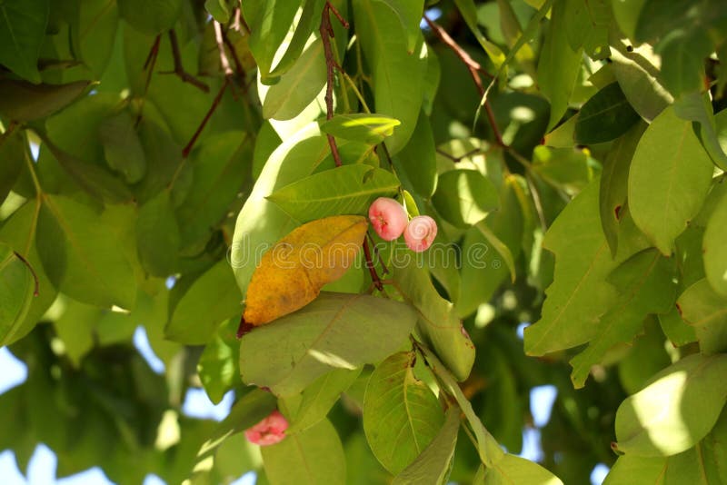 White Rose apple on tree stock photo. Image of growing 228509962