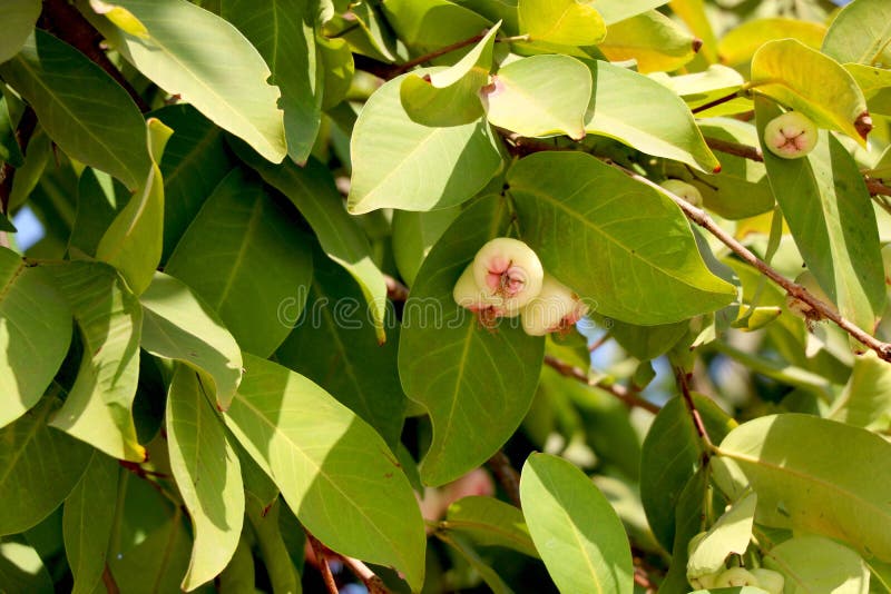 White Rose apple on tree stock photo. Image of flower 228509974