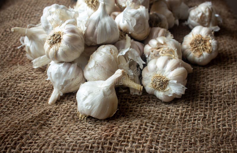 View of Whole Garlic Bulbs. Garlic Helps Build Immunity Against Cold