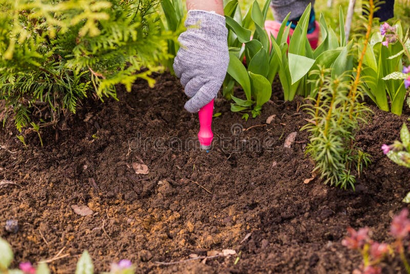 View of a woman`s hand hoeing weeds in the garden on a hot summer day, weeding grass, garden and cleaning work in the garden in the spring soil preparation