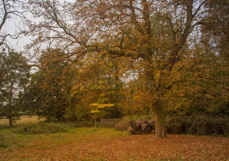View of a woodland walk with a gate in the distance.