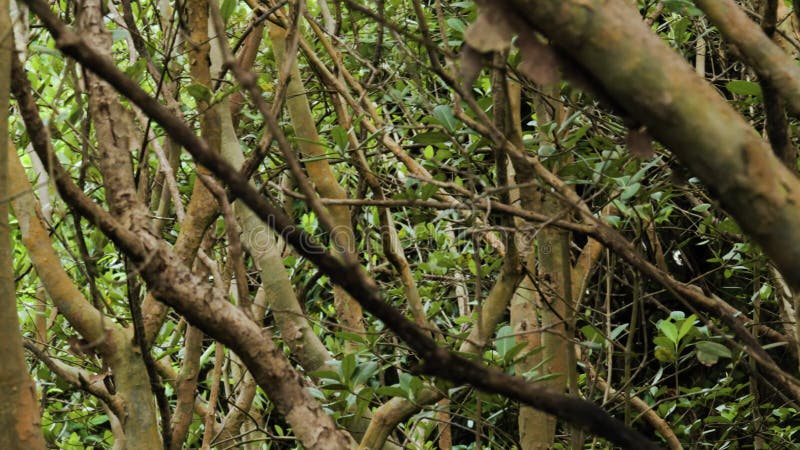 View of Xylocarpus plants that live as mangrove vegetation on the coast