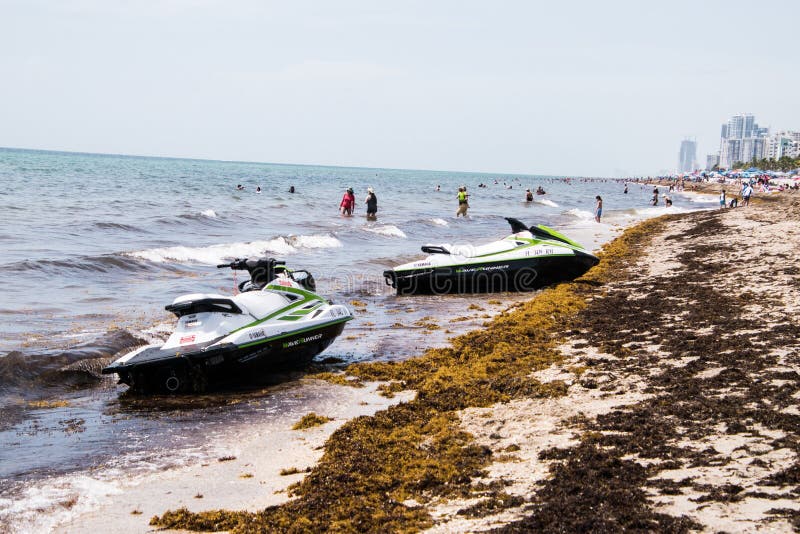 This is a View of this Years Seaweed Invasion of Florida`s Beach