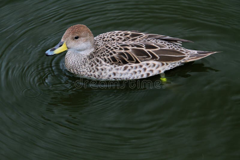 A view of a Yellow Billed Duck