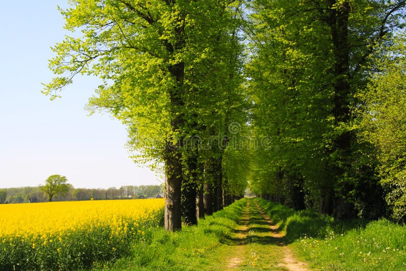 View on yellow rapeseed field with green trees and agricultural path in dutch rural landscape in spring near Nijmegen -