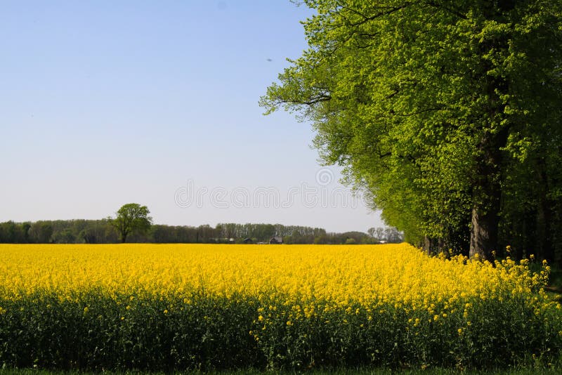 View on yellow rapeseed field with green trees in dutch rural landscape in spring near Nijmegen - Netherlands