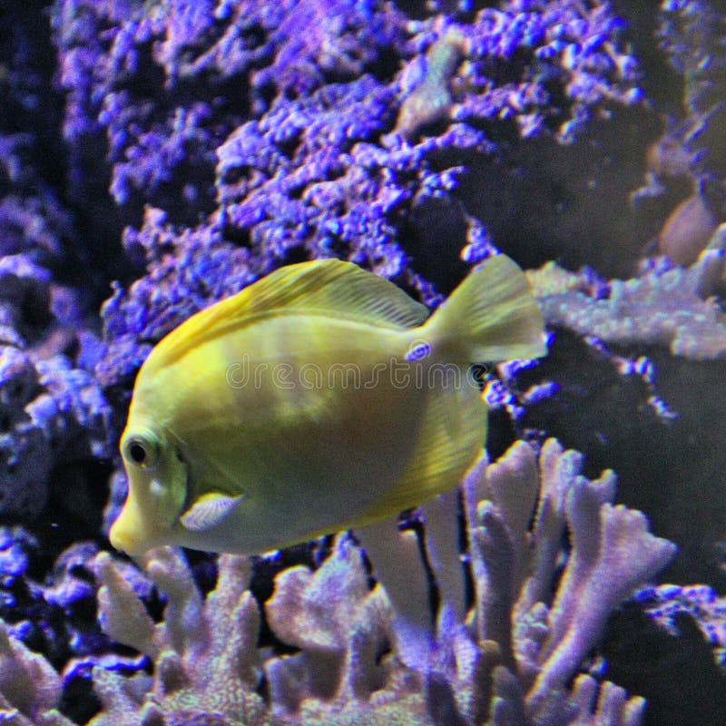 A View of a Yellow Tong Fish Stock Image Image of scales, pinstripe