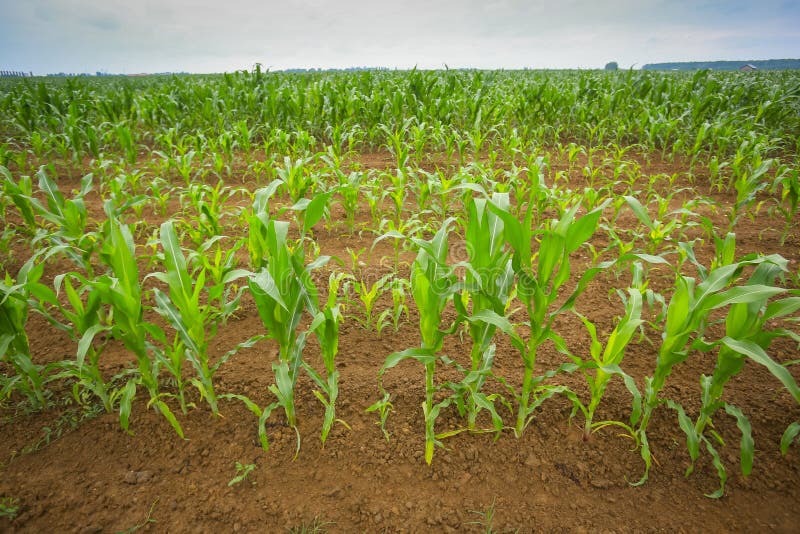 Field of corn stock photo. Image of country, farm, horizontal 119725962