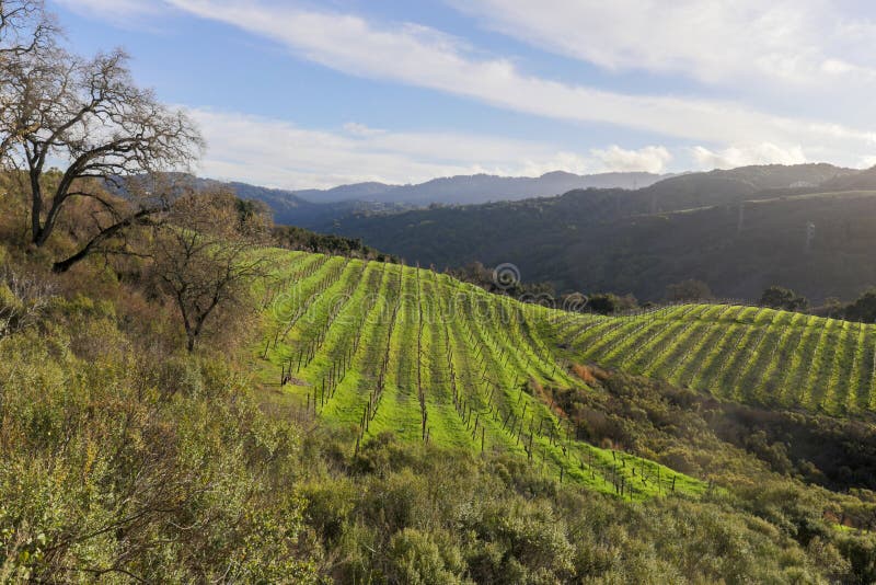 Vineyards above the foothills of Saratoga in Santa Cruz Mountains.