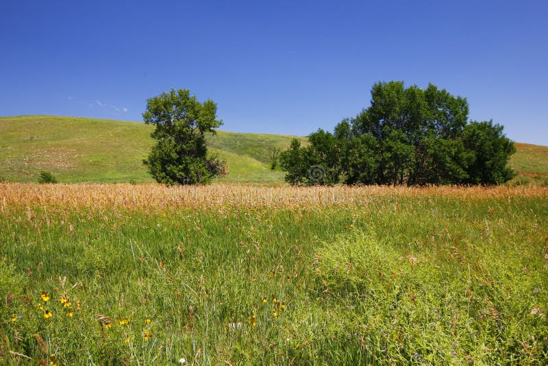 Views at Custer State Park, South Dakota in Summer Stock Photo Image