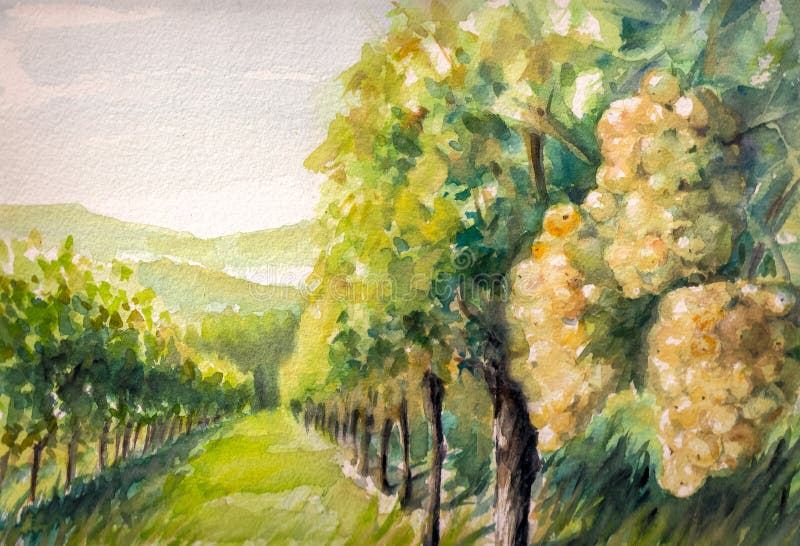  Vigna illustrazione di stock