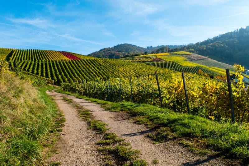 Vigna con la strada non asfaltata in autunno a cielo blu immagine stock libera da diritti Vigna con la strada non asfaltata in autunno a cielo blu immagine stock libera da diritti