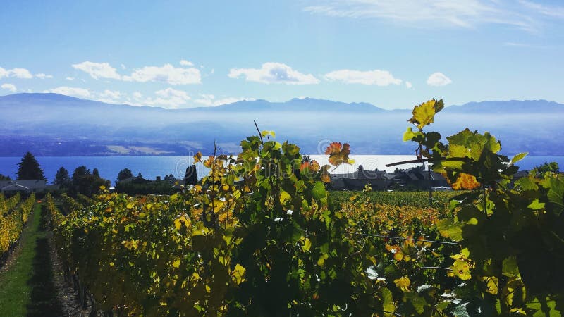 Vigna del lago Okanagan fotografie stock Vigna del lago Okanagan fotografie stock