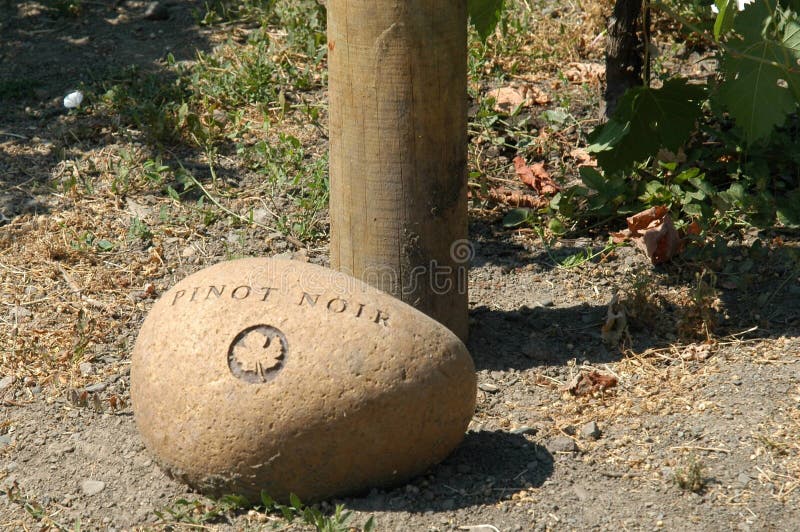 Vigna del pinot bianco fotografia stock libera da diritti Vigna del pinot bianco fotografia stock libera da diritti