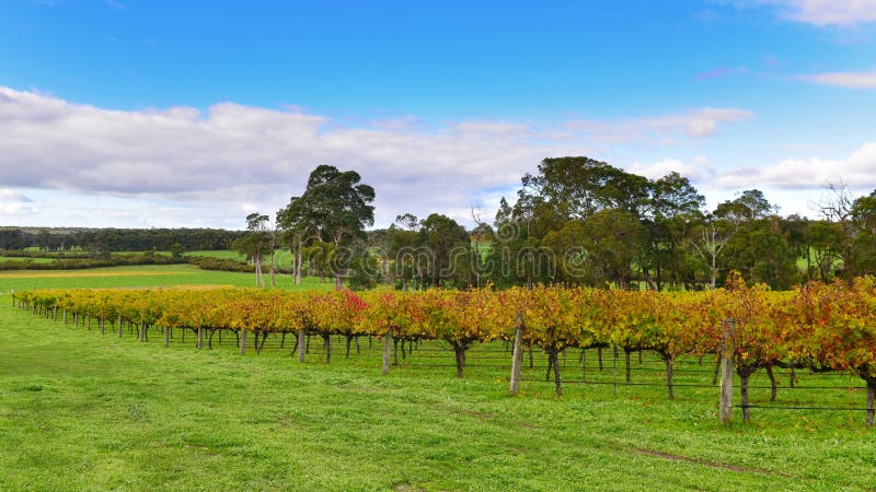Vigna a Margaret River, Australia fotografia stock libera da diritti Vigna a Margaret River, Australia fotografia stock libera da diritti